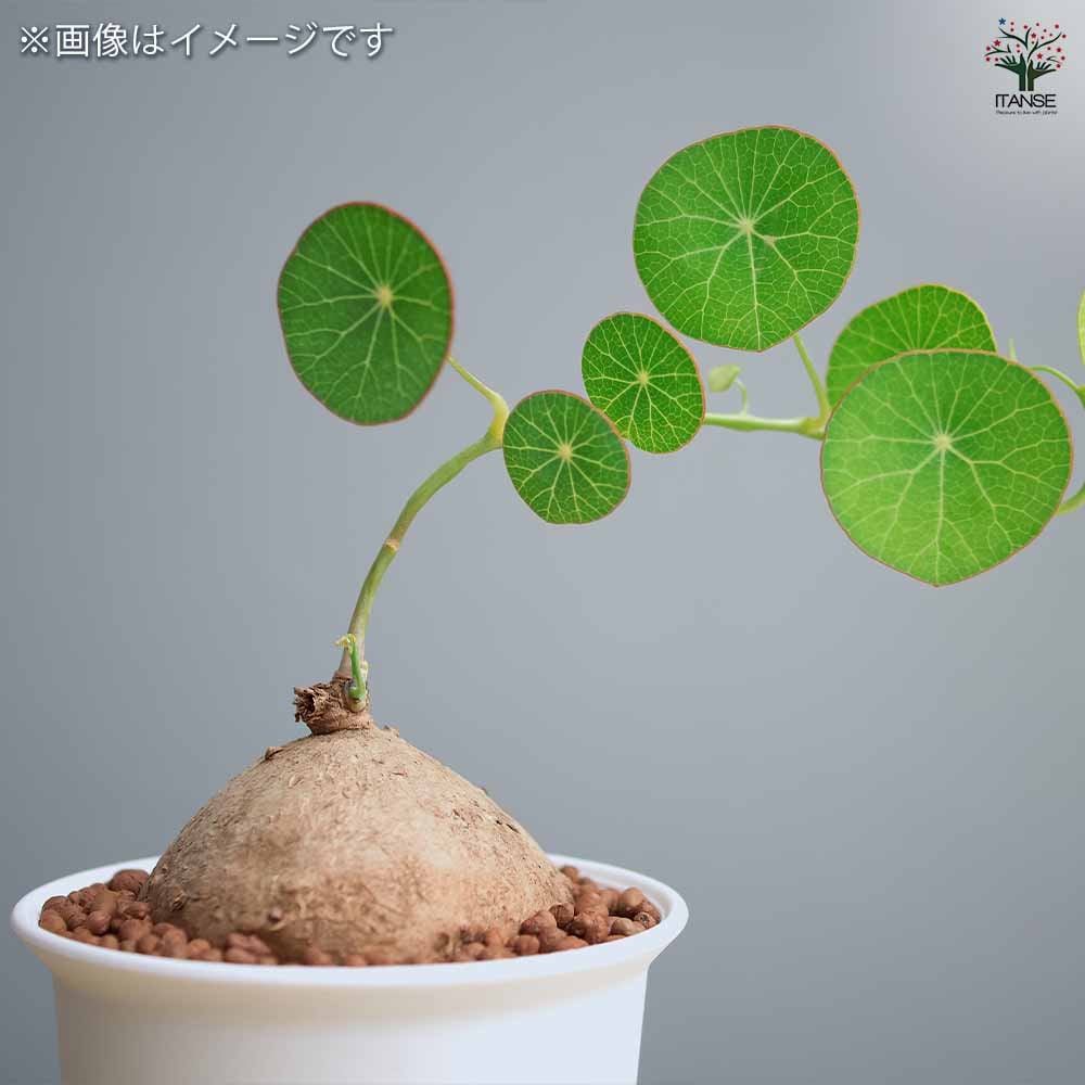 ステファニア エレクタ 【多肉植物 2.5号／1個売り】｜ 【植物の