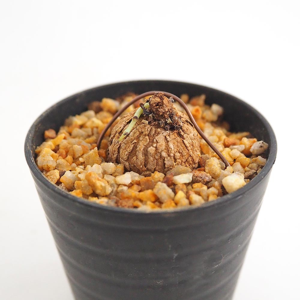 ステファニア エレクタ 【多肉植物 2.5号／1個売り】