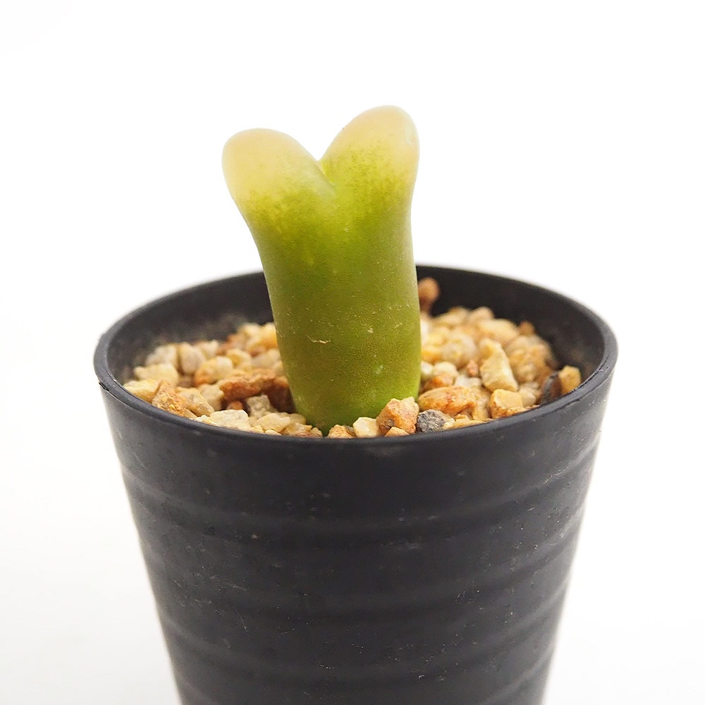 コノフィツム マウガニー 【多肉植物 2.5号／1個売り】｜ 【植物の