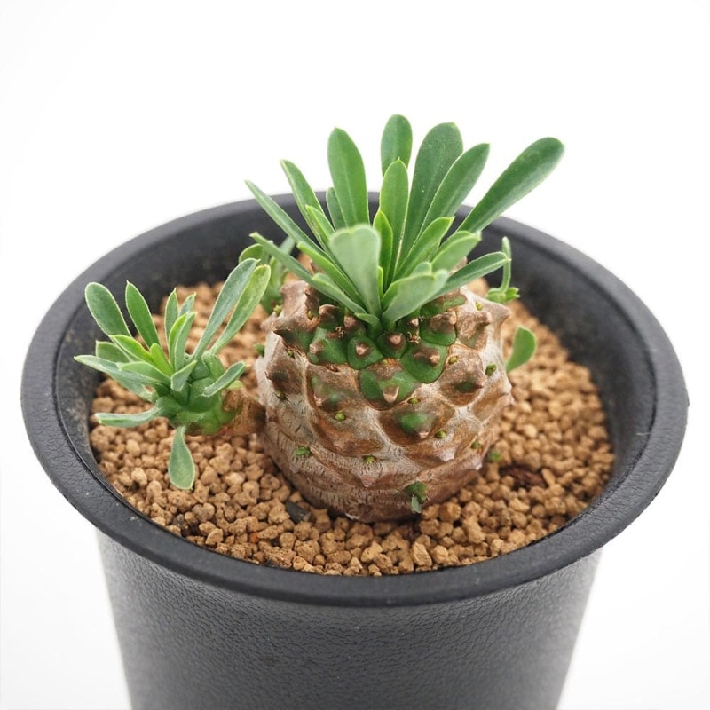 パキポディウム ビスピノーサム 【多肉植物 2号鉢／1個売り】｜ 【植物