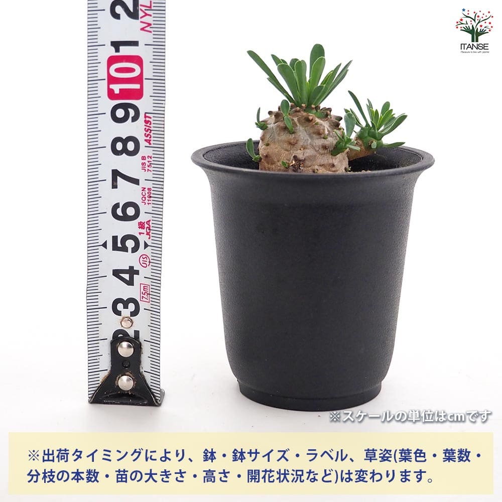 ロウルサンコさんラベル付き☆多肉植物 ユーフォルビア 刃理冠(バリカン) ロウルサンコさんラベル付き☆多肉植物 ユーフォルビア 関上ホワイト