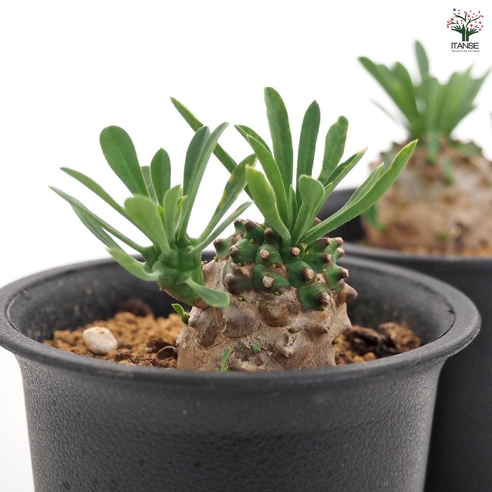 ユーフォルビア 峨眉山 【多肉植物 2.5号／1個売り】｜ 【植物の
