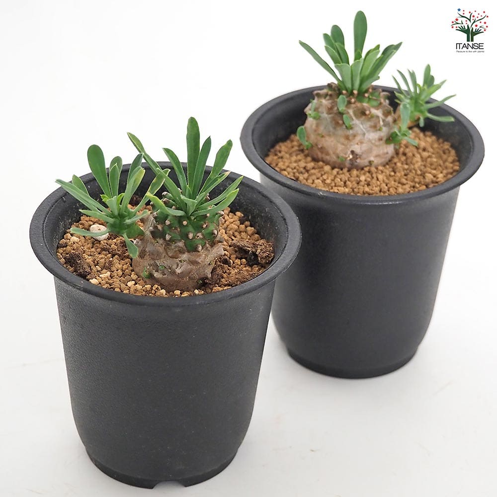 ユーフォルビア 峨眉山 【多肉植物 2.5号／1個売り】｜ 【植物の