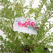 グレビレア マリーチェリー 【花木苗 5号／1個売り】|植木・花木