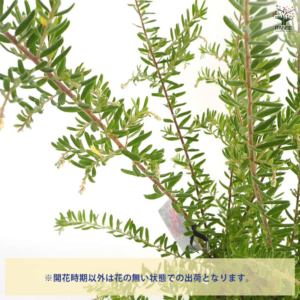 グレビレア マリーチェリー 【花木苗 5号／1個売り】｜ 【植物の