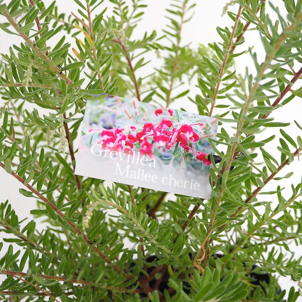 グレビレア マリーチェリー 【花木苗 5号／1個売り】
