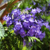 ジャカランダ(ジャカランタ) タワーブルー 【花木苗 5号／1個売り】|植木・花木