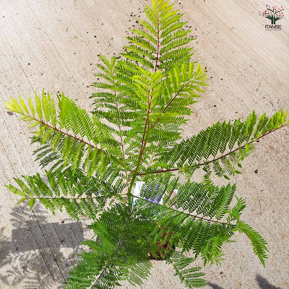 ジャカランダ(ジャカランタ) タワーブルー 【花木苗 5号／1個売り