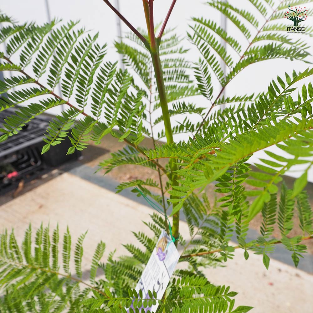 ジャカランダ(ジャカランタ) タワーブルー 【花木苗 5号／1個売り