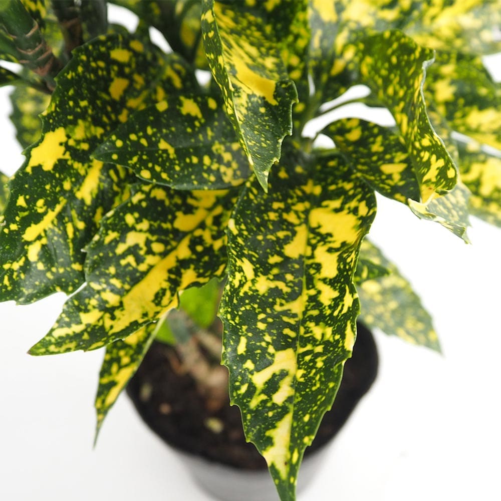 斑入りアオキ 【花木苗 5号／1個売り】