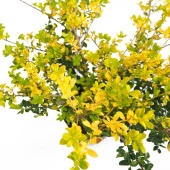 イヌツゲ ゴールデンジェム 【花木苗 5号／1個売り】|植木・花木