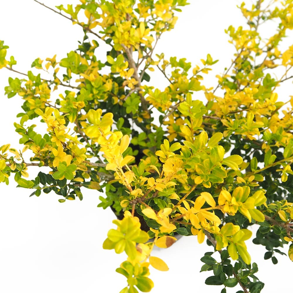 イヌツゲ ゴールデンジェム 【花木苗 5号／1個売り】