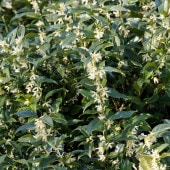 サルココッカ 【花木苗 5号／1個売り】|植木・花木