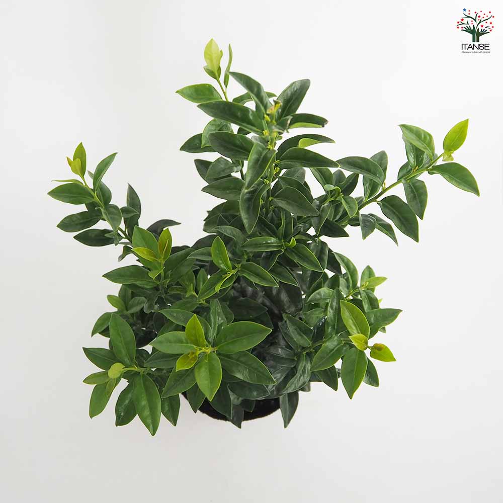 サルココッカ 【花木苗 5号／1個売り】｜ 【植物のITANSE】全品