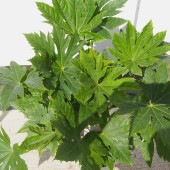ヤツデ 【花木苗 8号／1個売り】|植木・花木