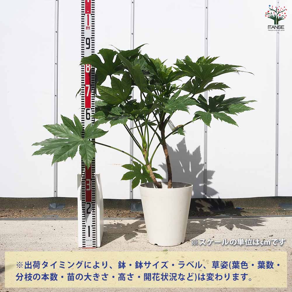 ヤツデ 【花木苗 8号／1個売り】｜ 【植物のITANSE】全品送料
