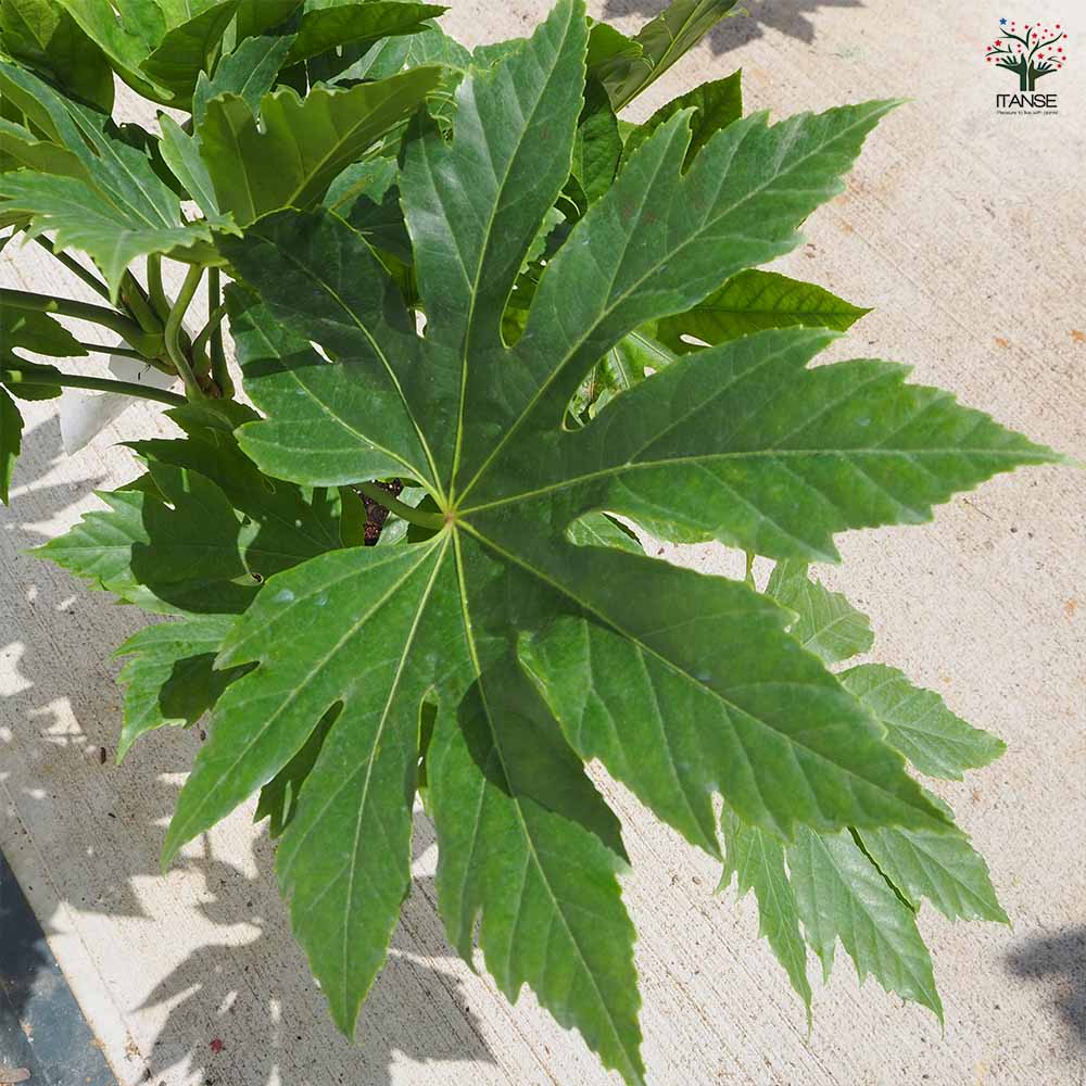 ヤツデ 【花木苗 8号／1個売り】｜ 【植物のITANSE】全品送料