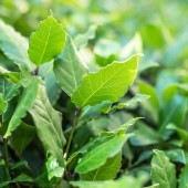 香り月桂樹 【花木苗 6号／1個売り】|植木・花木