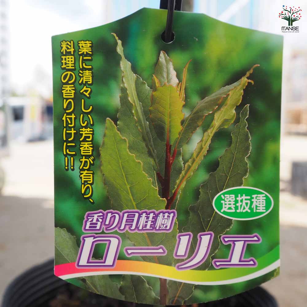香り月桂樹（ローレル） 香り月桂樹 ローリエ 選抜種 6号｜花木04-PA | 草花,[ハーブ苗] | 赤塚 常緑樹