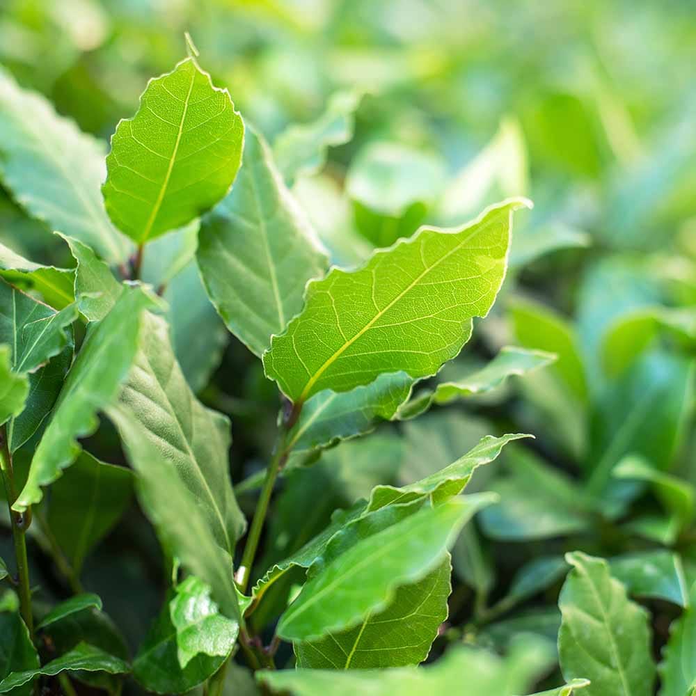 香り月桂樹 【花木苗 6号／1個売り】