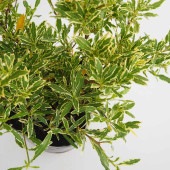 クチナシ 斑入り姫クチナシ 【花木苗 5号／1個売り】|植木・花木