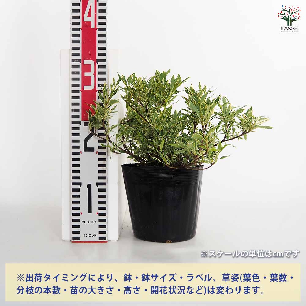 クチナシ 斑入り姫クチナシ 【花木苗 5号／1個売り】｜ 【植物の