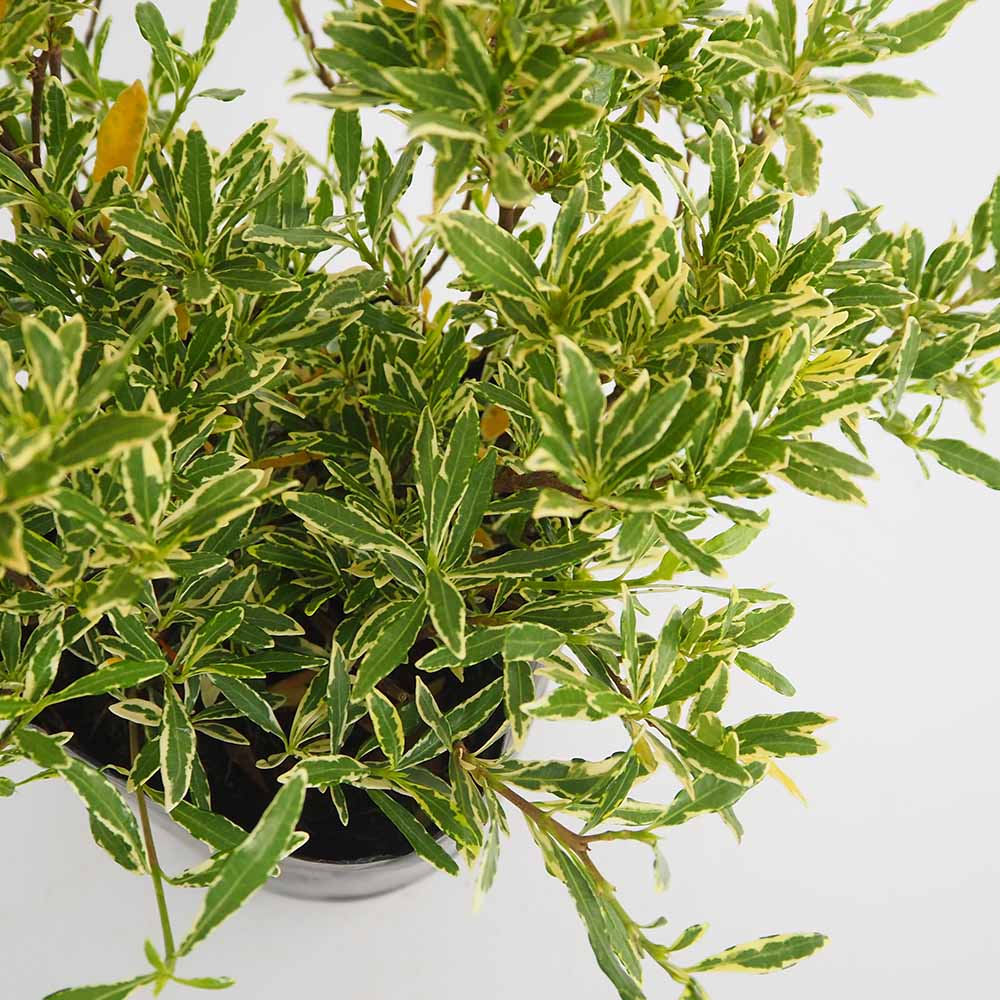 クチナシ 斑入り姫クチナシ 【花木苗 5号／1個売り】