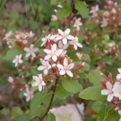 ヒメシャリンバイ 【花木苗 5号／1個売り】|植木・花木