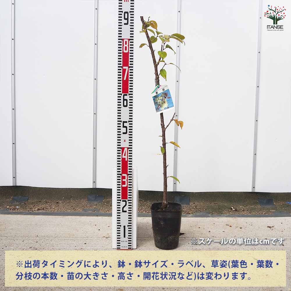 桜の苗木 黄桜 【花木苗 5号／1個売り】｜ 【植物のITANSE】全品