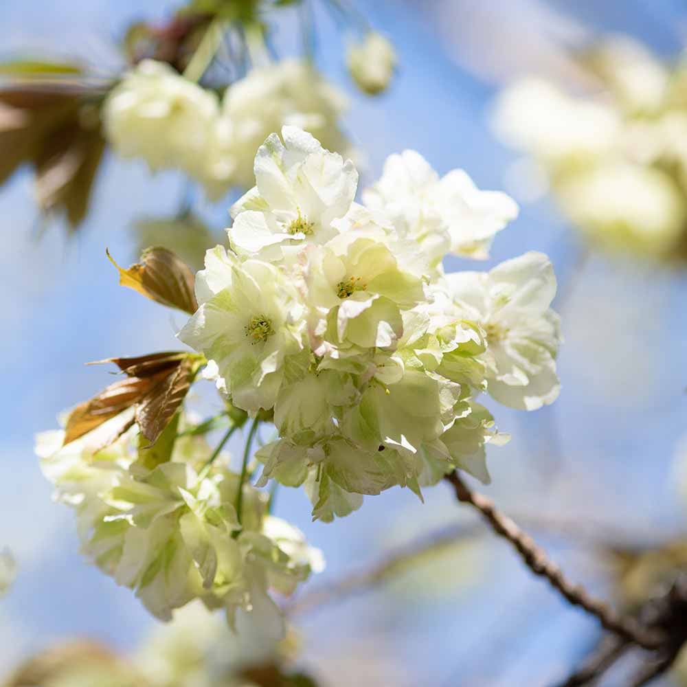 桜の苗木 黄桜 【花木苗 5号／1個売り】