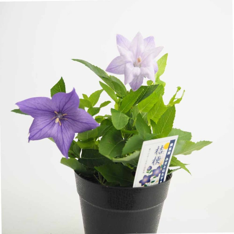 オレガノ マルゲリータ 【花苗 2.5号ポット】｜ 【植物のITANSE