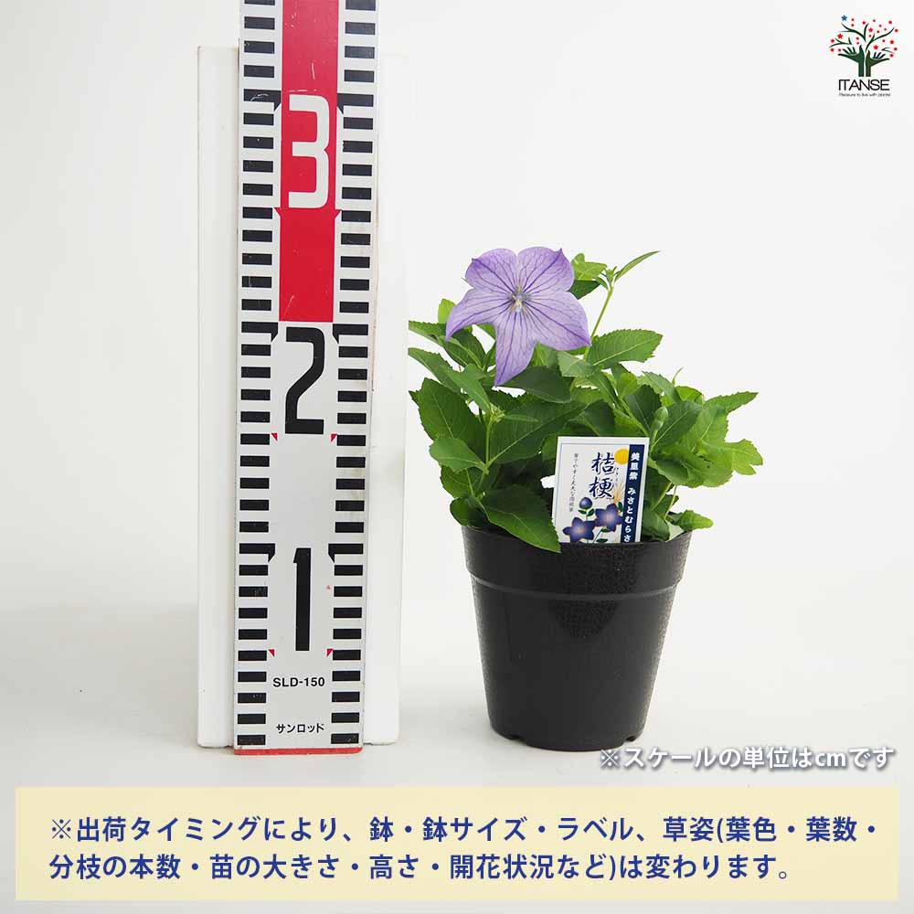 桔梗の苗 美里紫(ミサトムラサキ) 【花苗 4号】｜ 【植物の