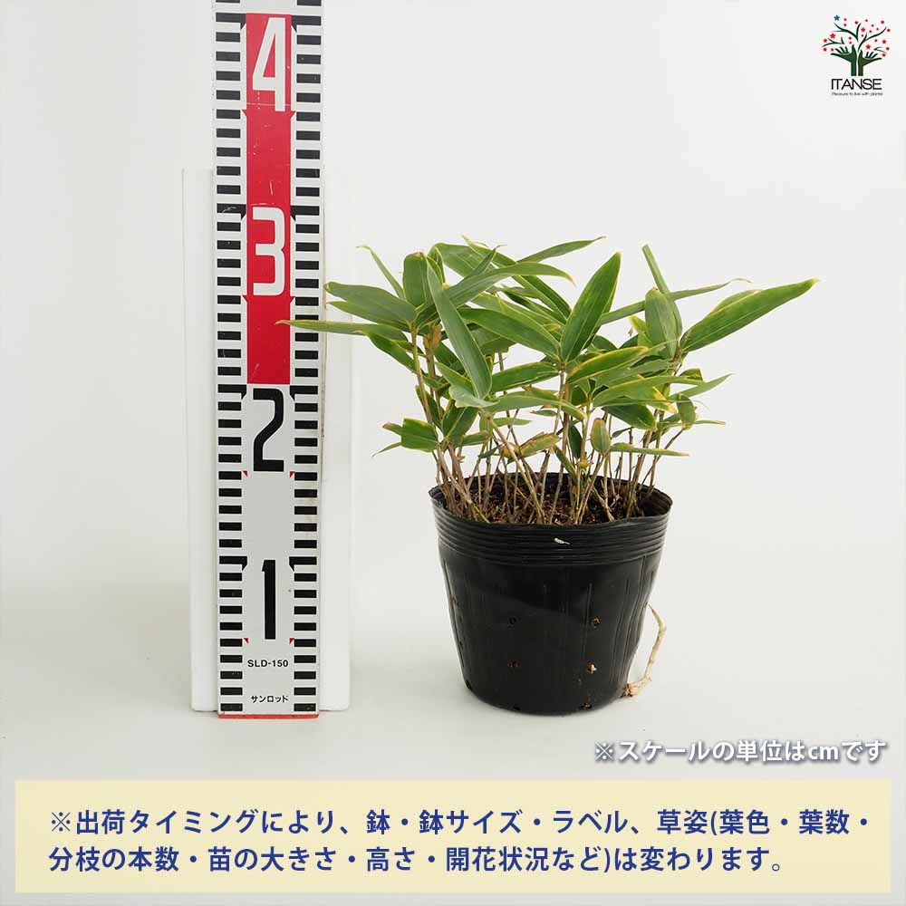 クマザサ 【花木苗 5号】｜ 【植物のITANSE】全品送料無料・即出荷!