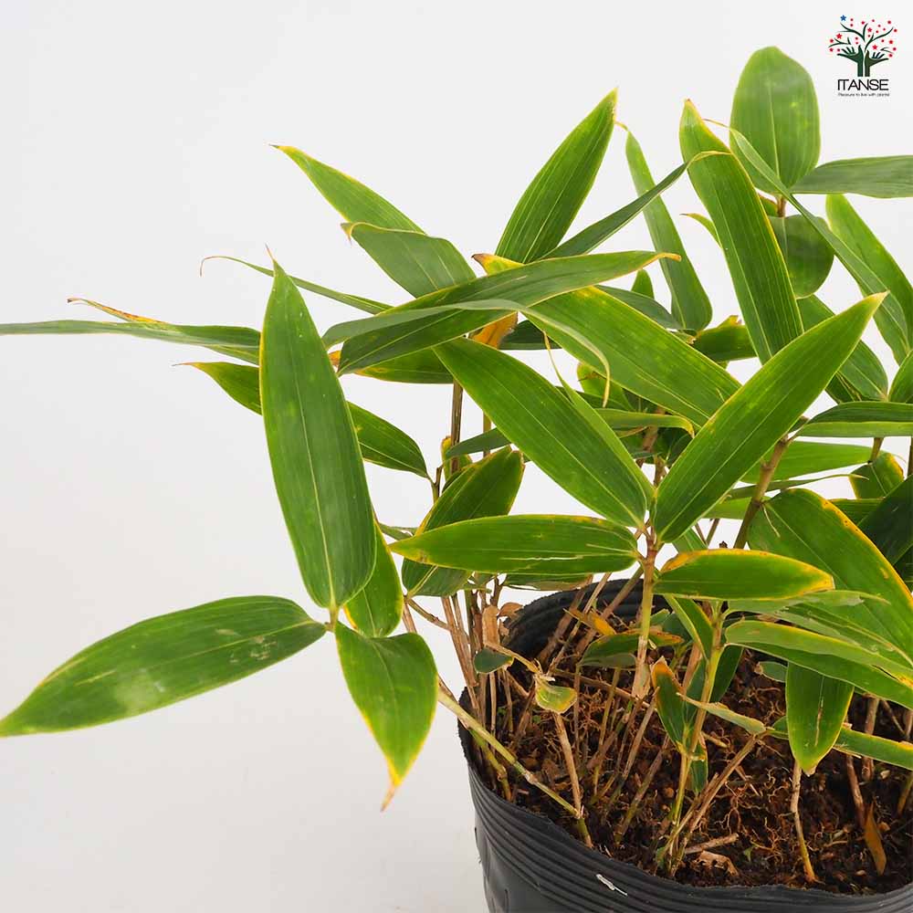 クマザサ 【花木苗 5号】｜ 【植物のITANSE】全品送料無料・即出荷!