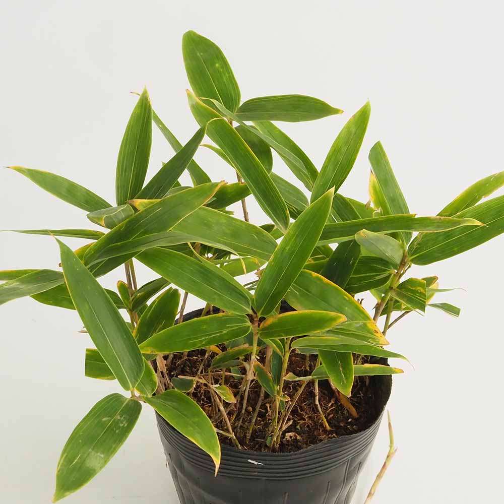 クマザサ 【花木苗 5号】