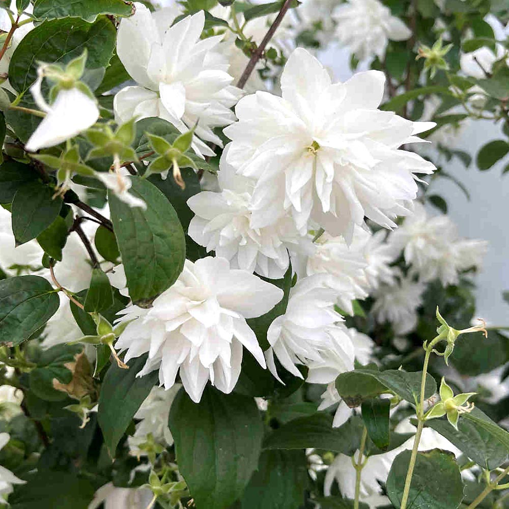 梅花空木(バイカウツギ) パールズオブパフューム 【花木苗 3.5号】