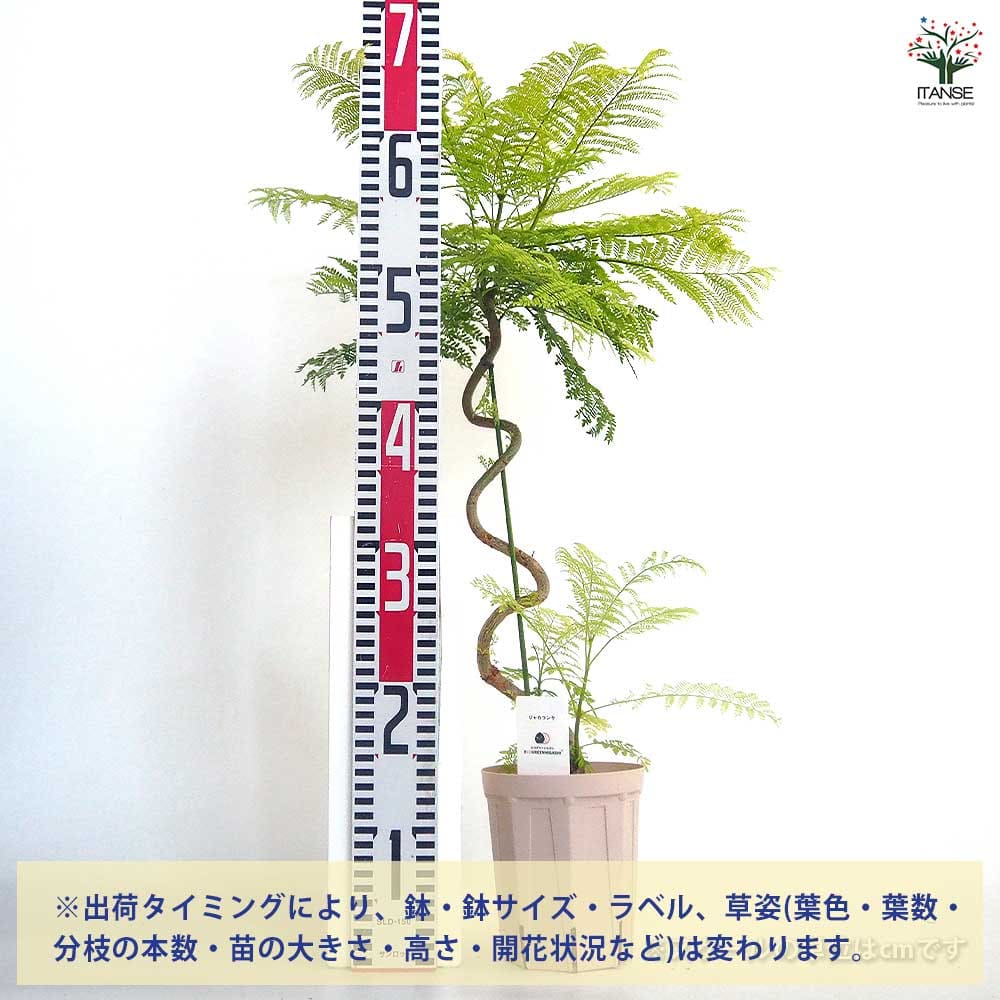 ジャカランダ(ジャカランタ) 曲がり 【花木苗 4号／1個売り】｜ 【植物