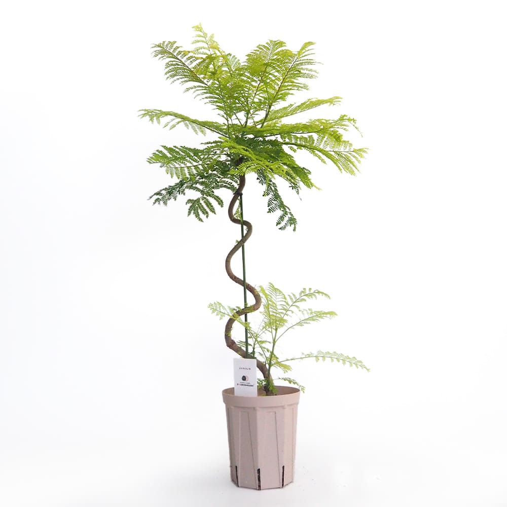 ジャカランダ(ジャカランタ) 曲がり 【花木苗 4号／1個売り】