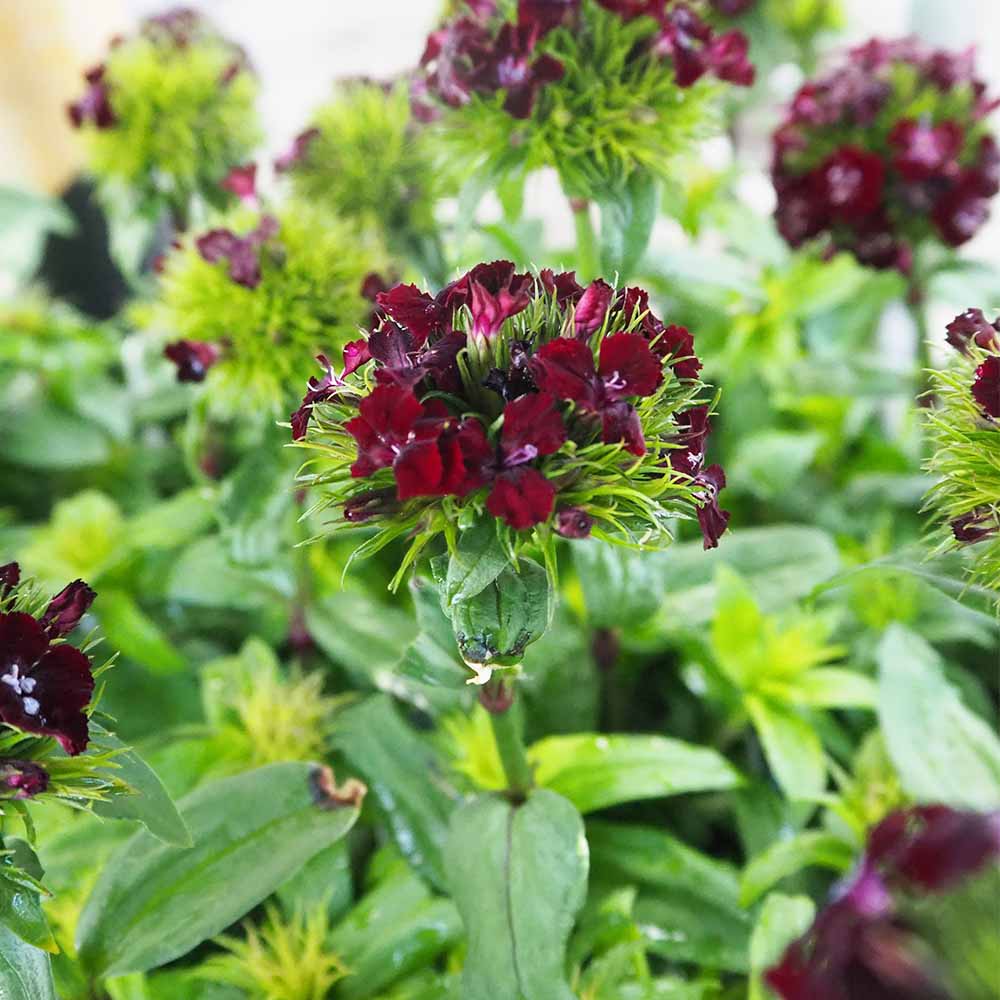 ダイアンサス ブラックアダー 【花苗 3.5号】