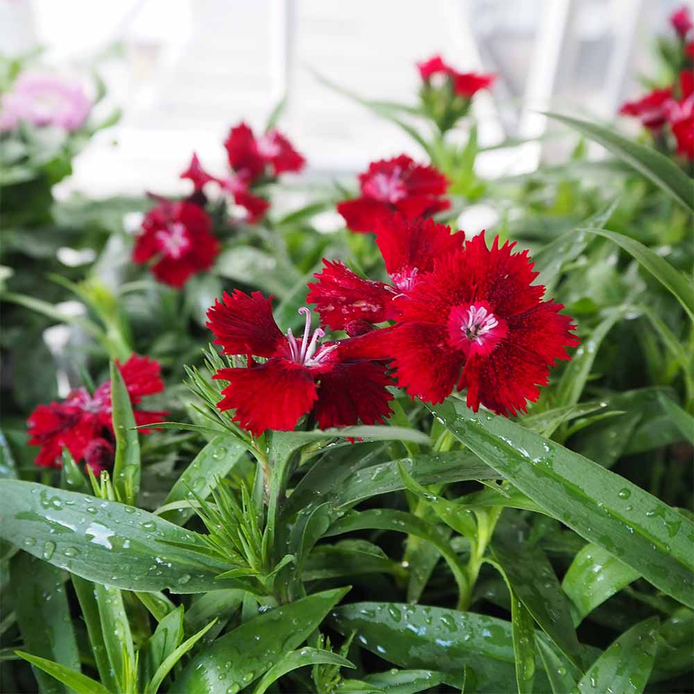 ダイアンサス ロックンレッド 【花苗 3.5号】