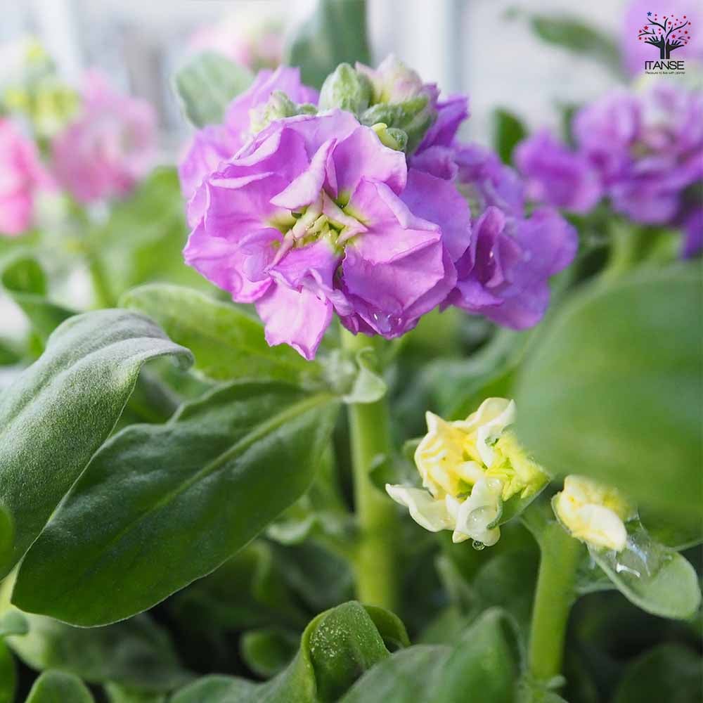 花苗 Amazon.co.jp: 店長おまかせ 季節の花苗8個セット ガーデニング 園芸