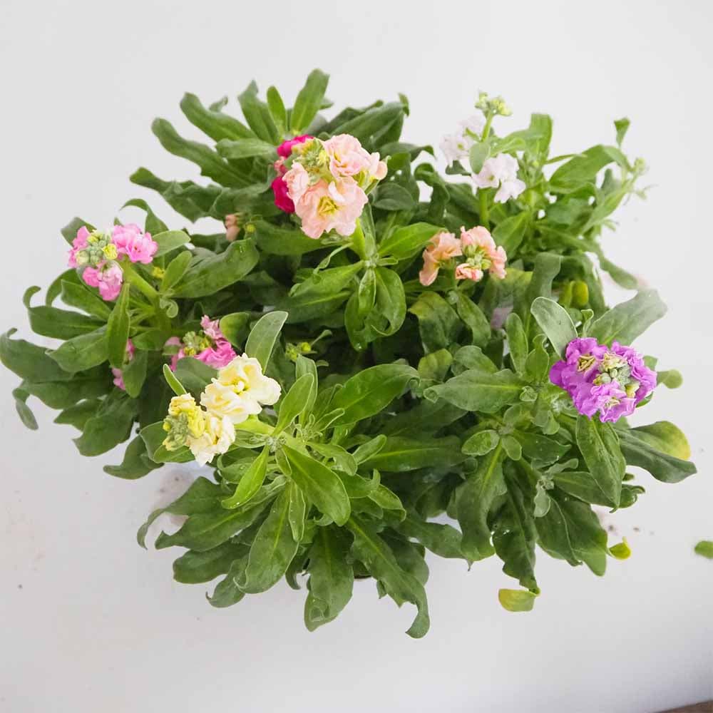 ストック ベイビー混合2個～ 【花苗 3号】