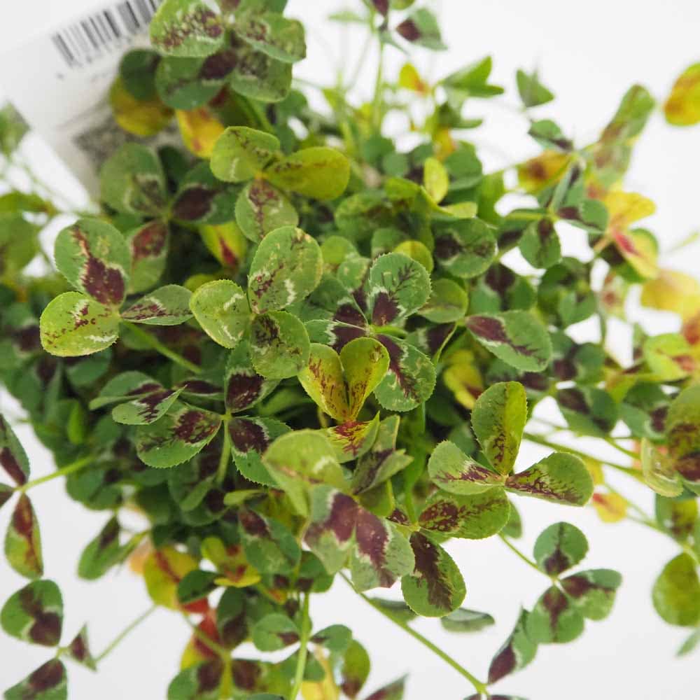 プリンセスクローバー ジェシカ 【花苗 2.5号】