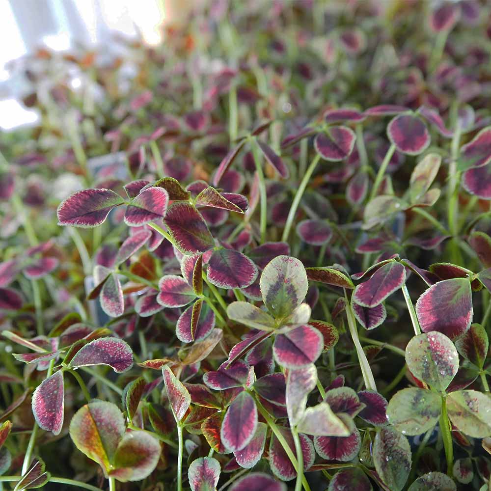 プリンセスクローバー エステル 【花苗 2.5号】