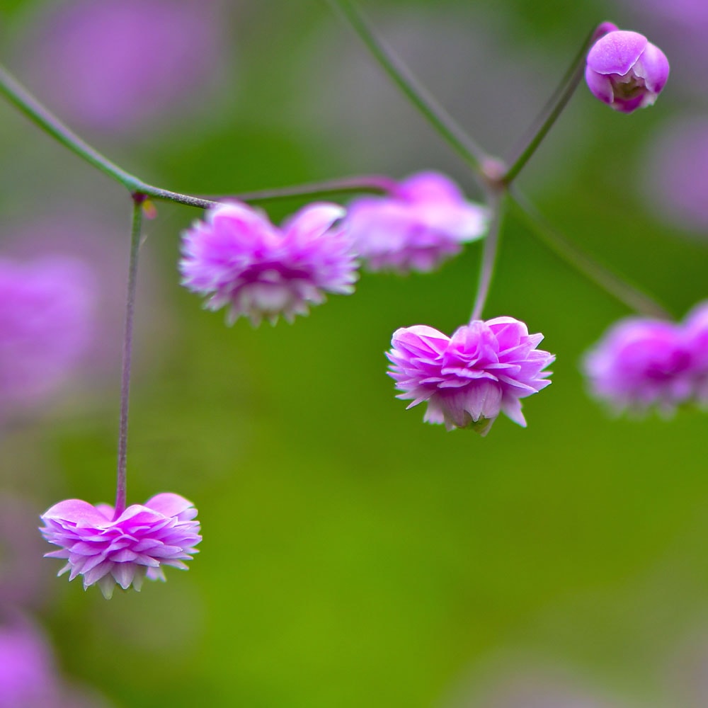 タリクトラム ヒューイットダブル 【花苗 3.5号】