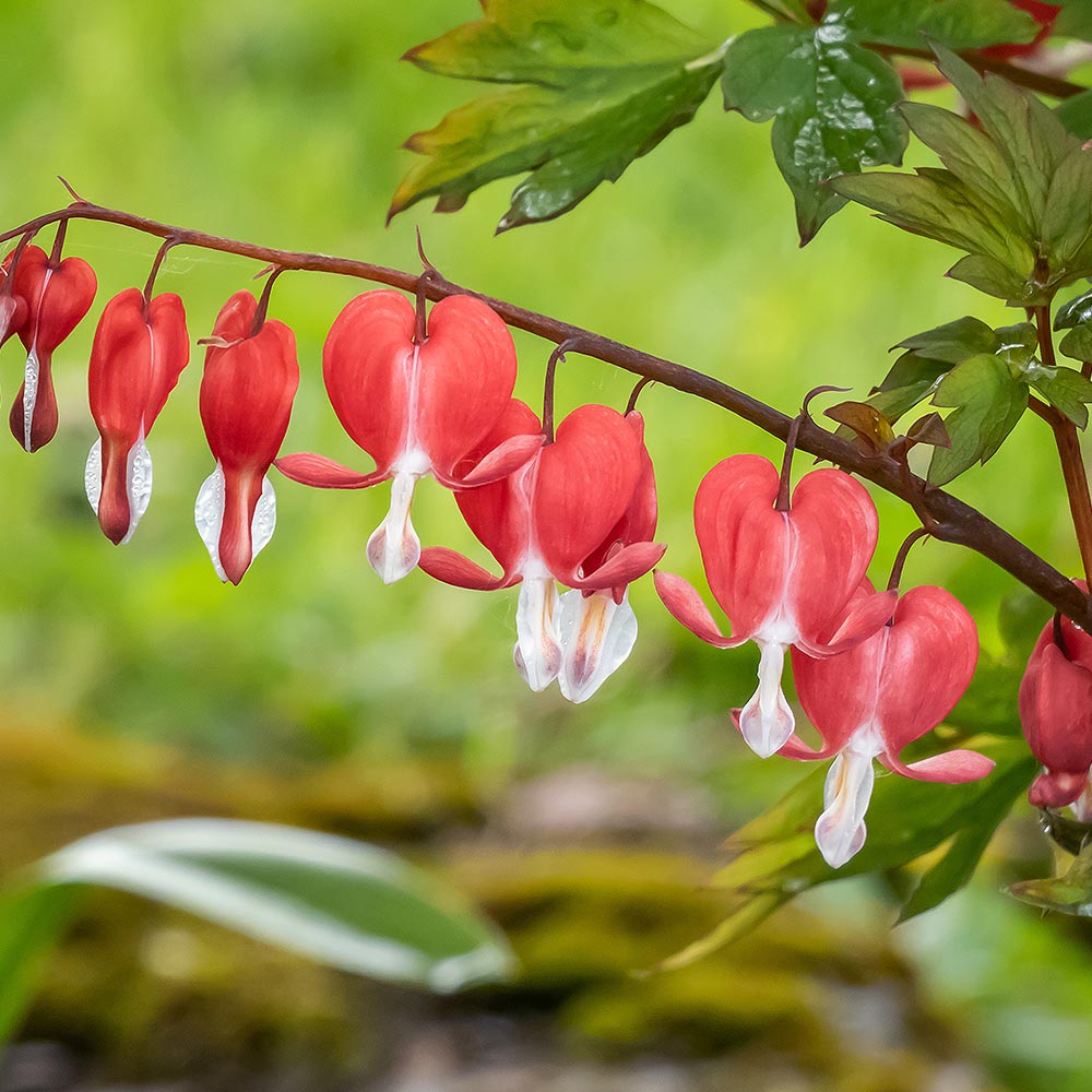 ディセントラ バレンタイン 【花苗 3号】