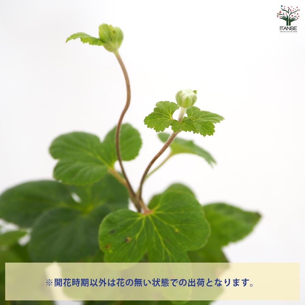 牡丹咲き秋明菊 【花苗 3号】｜ 【植物のITANSE】全品送料無料