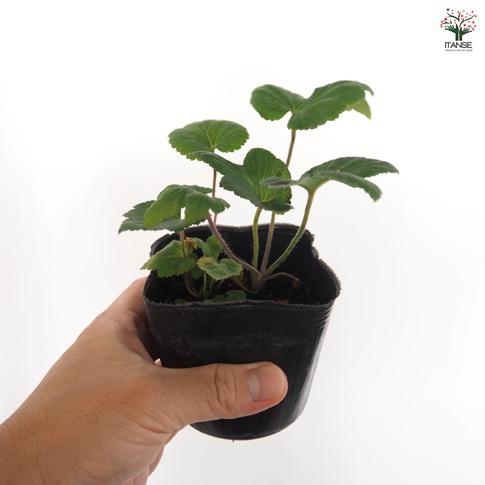 牡丹咲き秋明菊 【花苗 3号】｜ 【植物のITANSE】全品送料無料