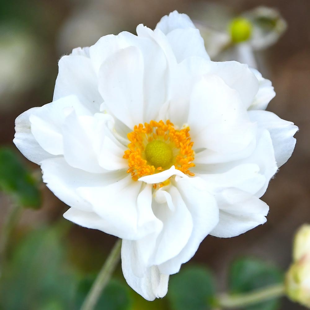 牡丹咲き秋明菊 【花苗 3号】