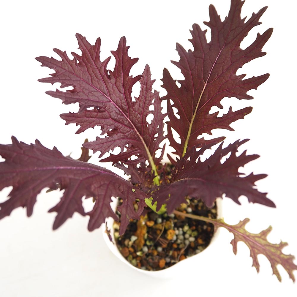 オディールグラス 【花苗 3.5号】